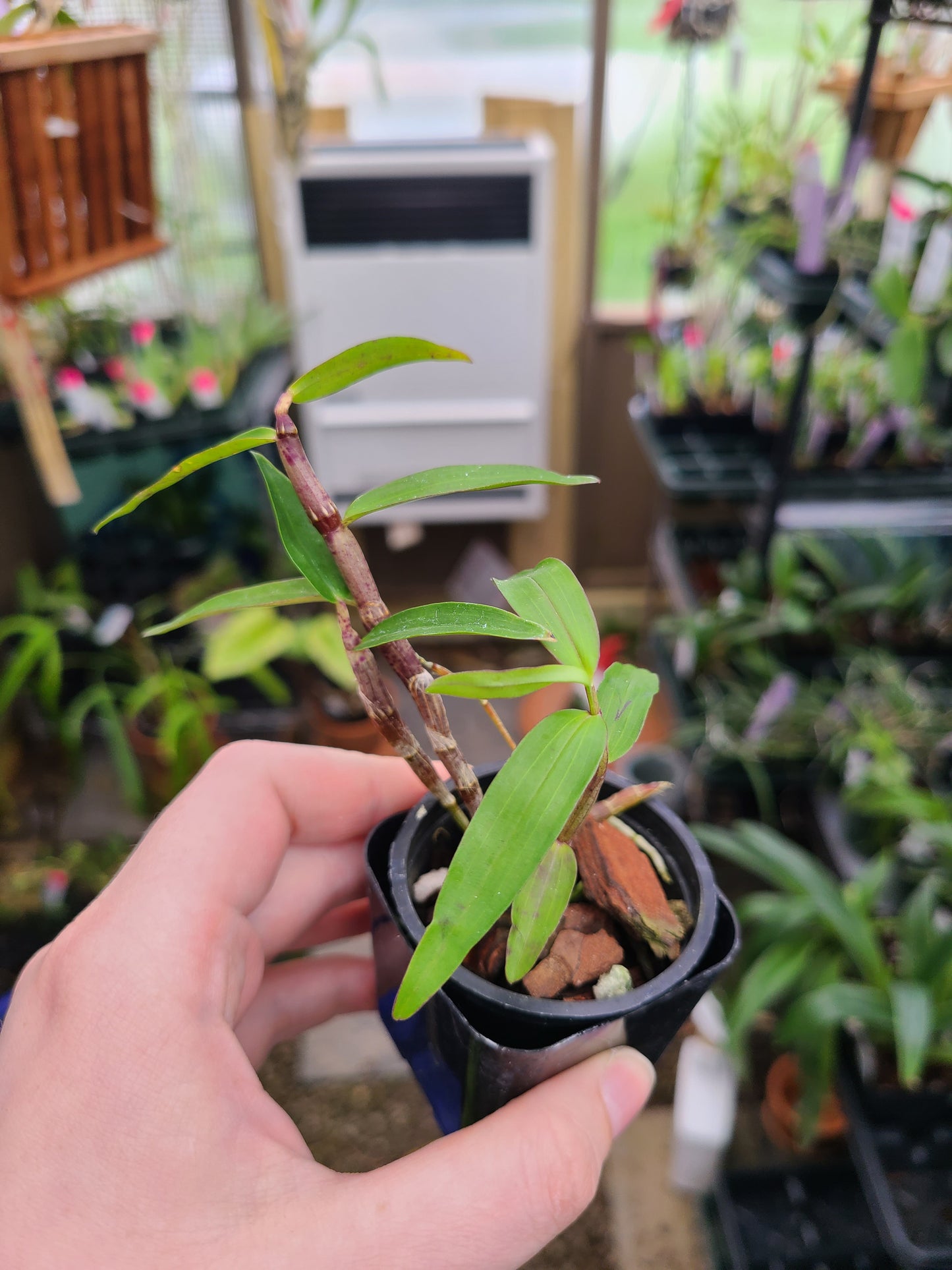 Dendrobium maccarthiae