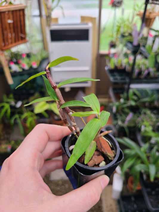 Dendrobium maccarthiae