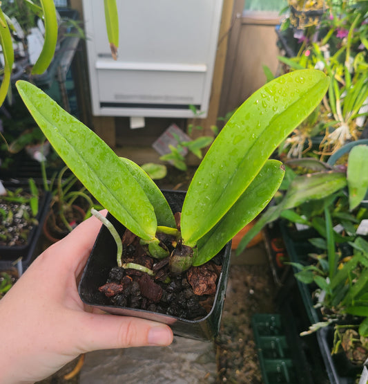 Cattleya labiata var. coerulea 'Blue Hawaii'