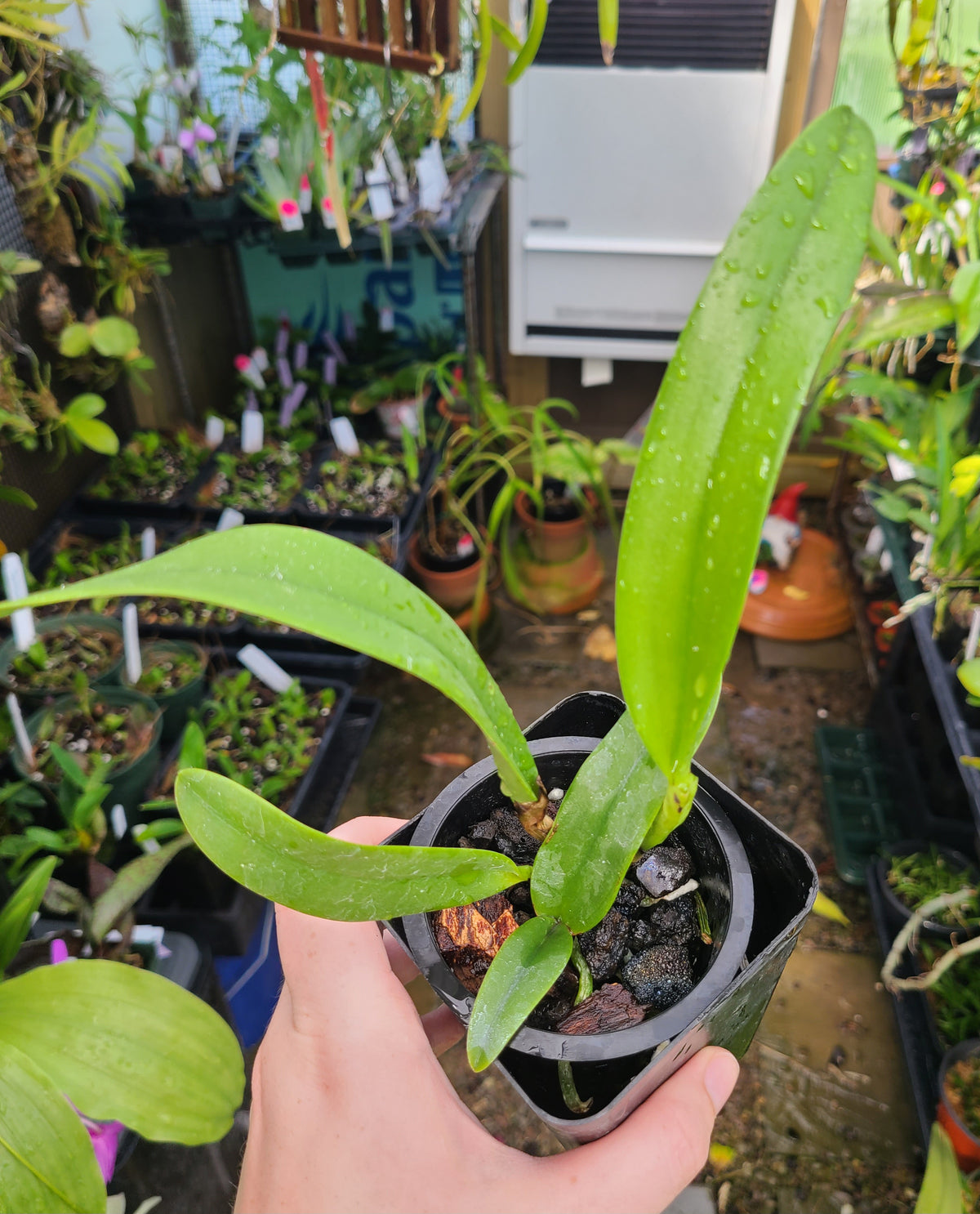 Brassocattleya Keowee 'Mendenhall'