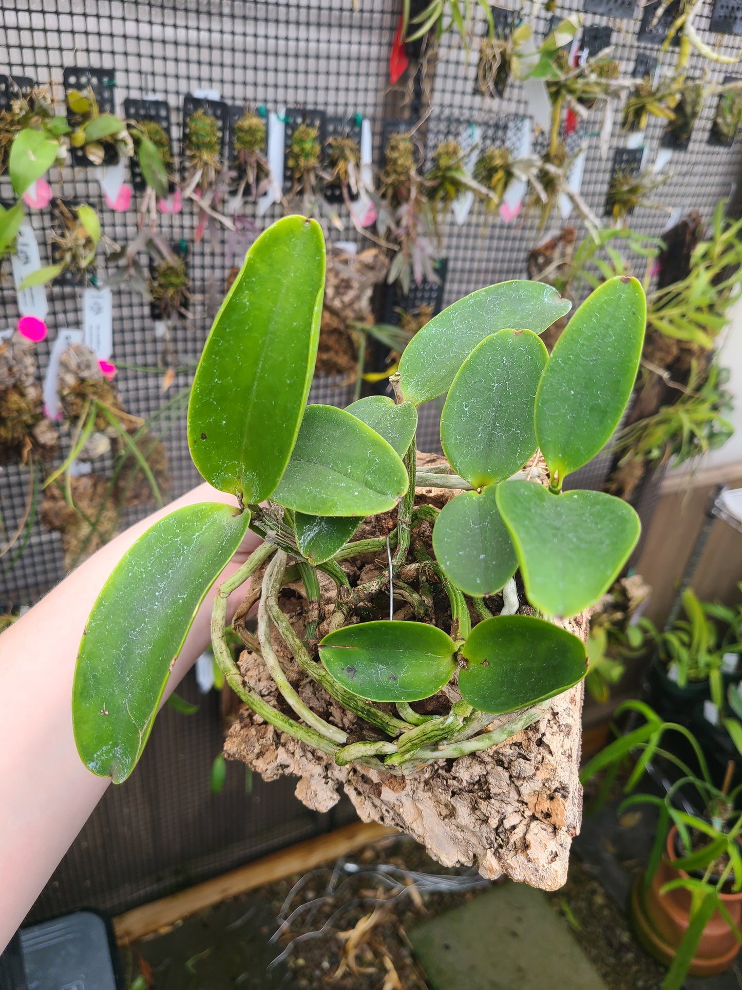 Cattleya aclandiae 'Haiku Treasure'
