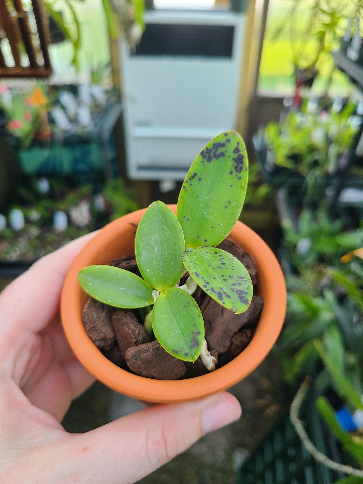 Cattleya aclandiae 4N