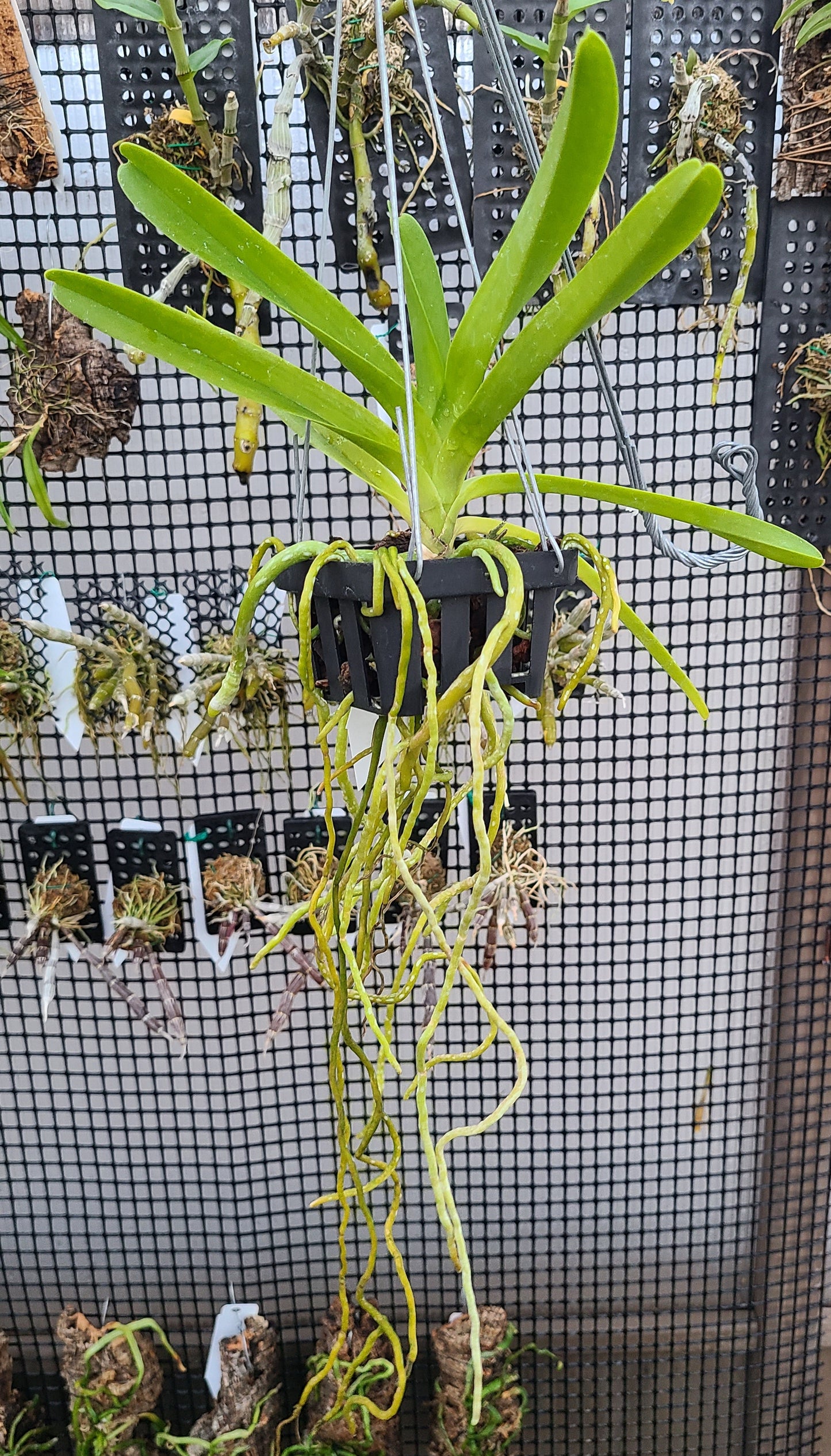 Vanda Boris 'Exotic Orchids' x lamellata 'Haiku'