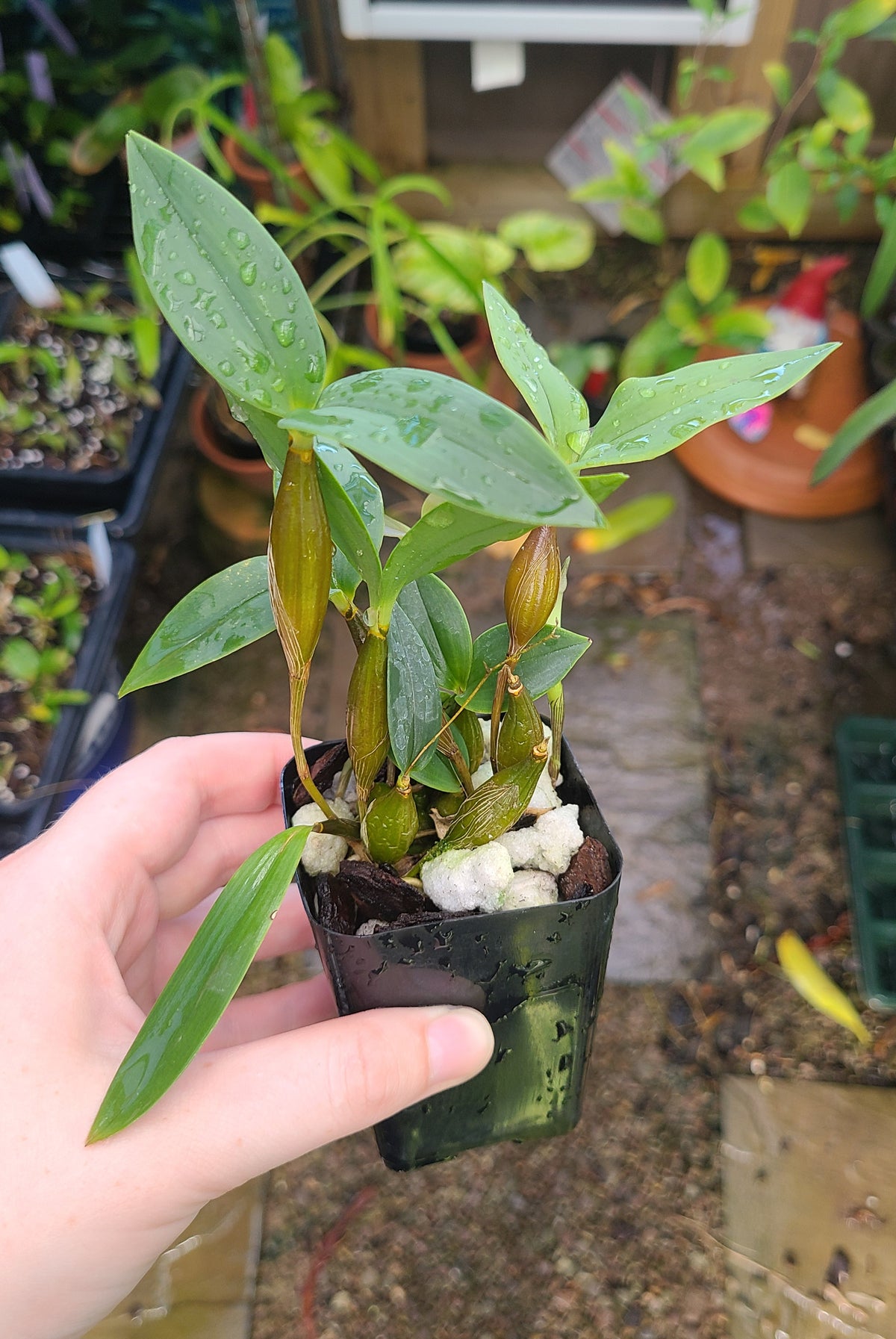 Dendrobium aberrans