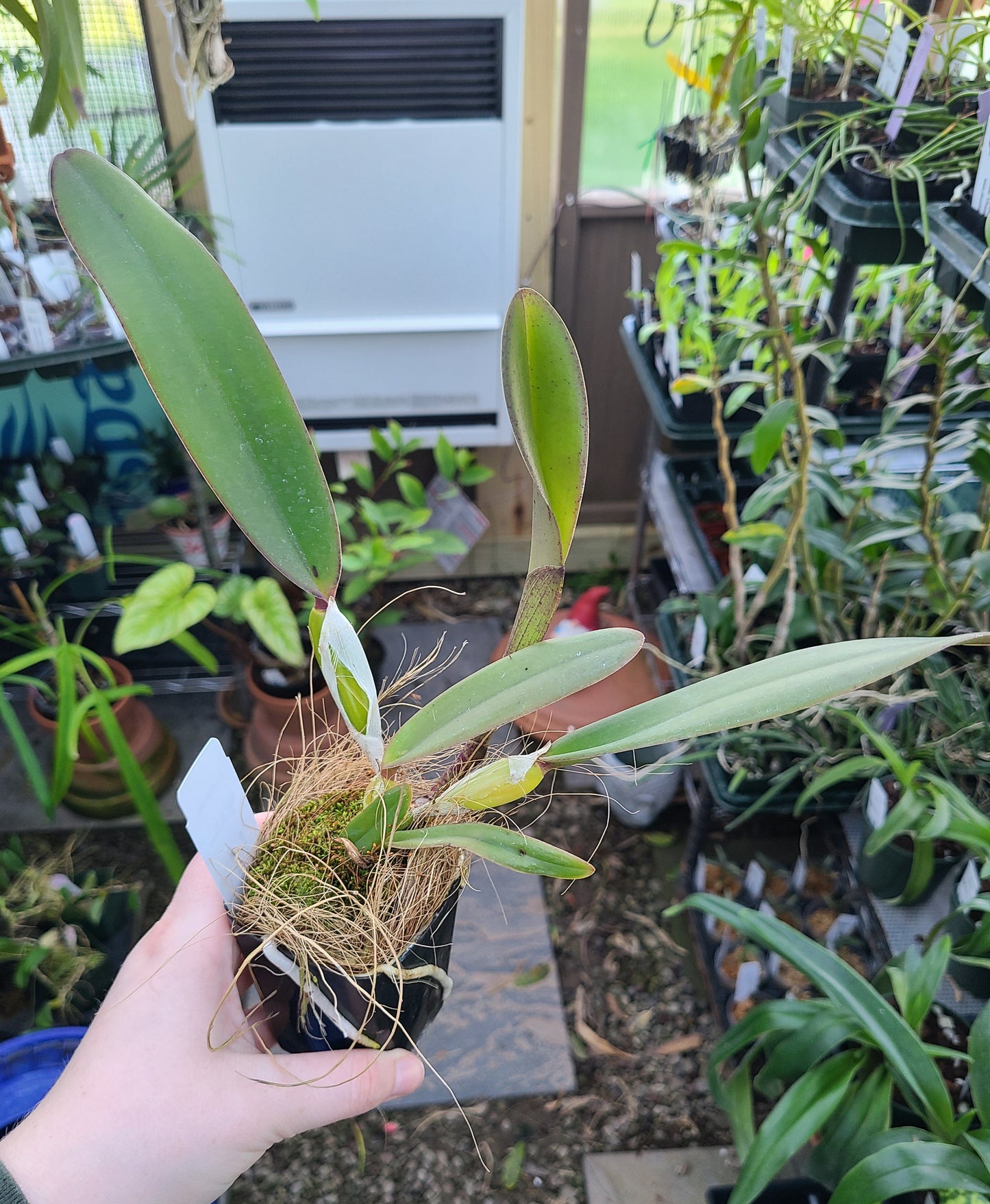 Cattleya Antigone