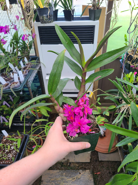 Dendrobium Hibiki 'Pink Passion' AM/AOS