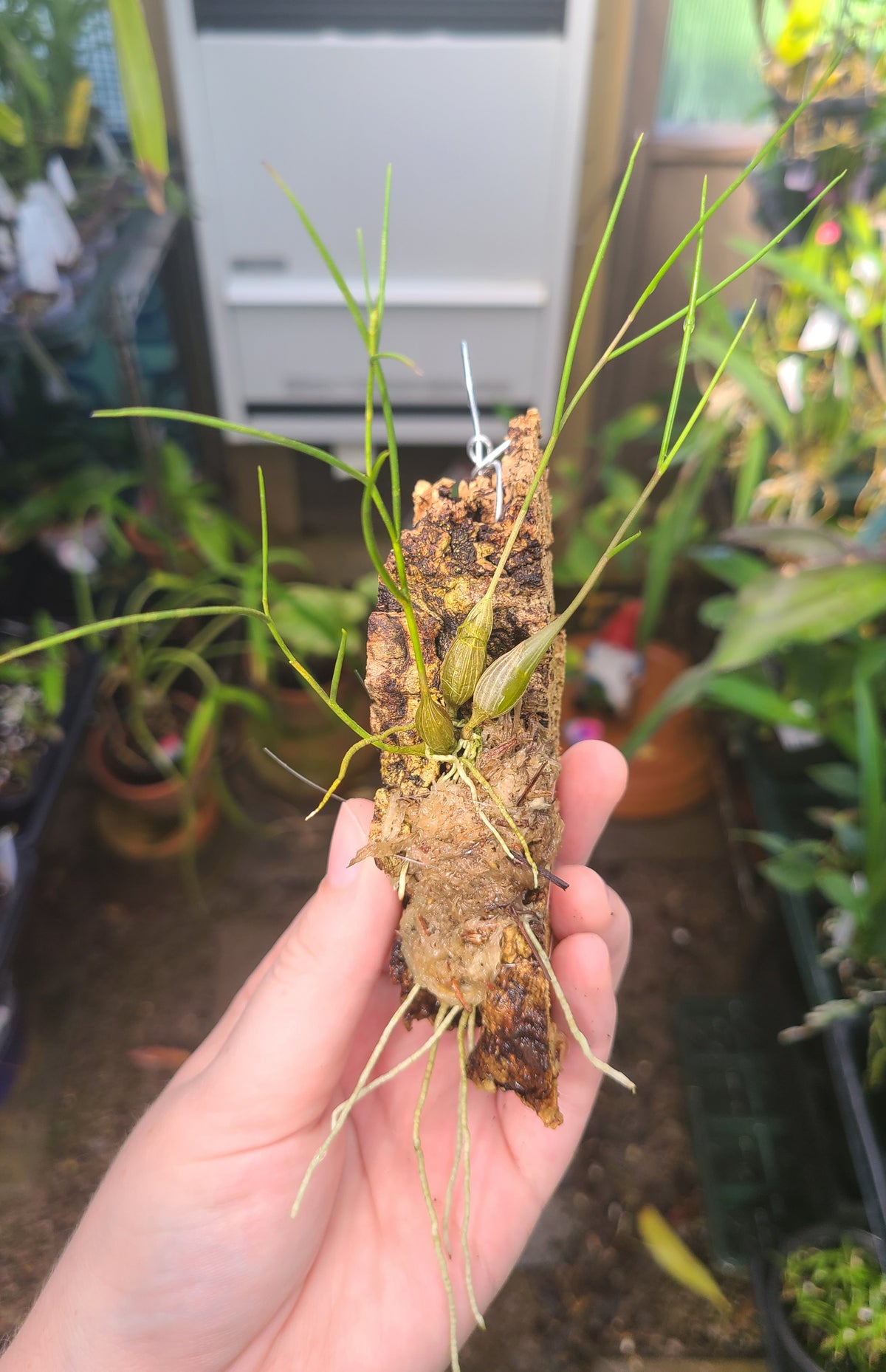 Dendrobium tenellum