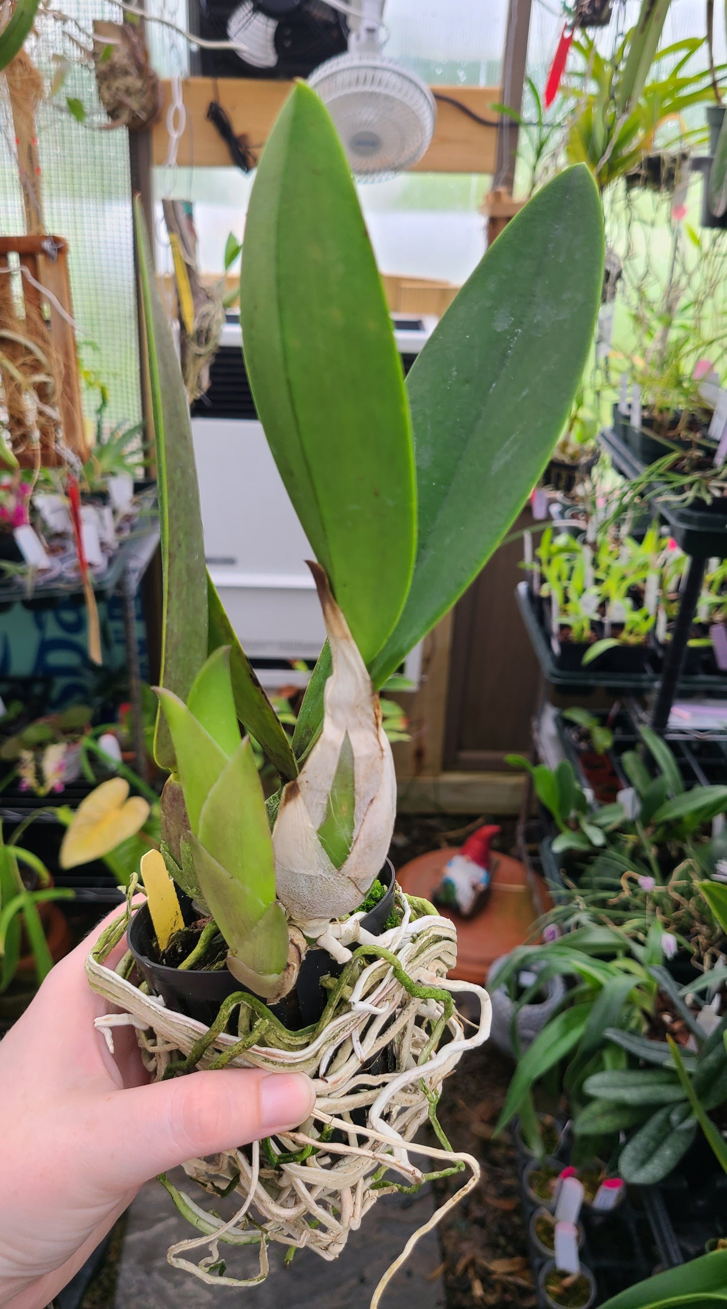 Laeliocattleya Vigour Nobiceps