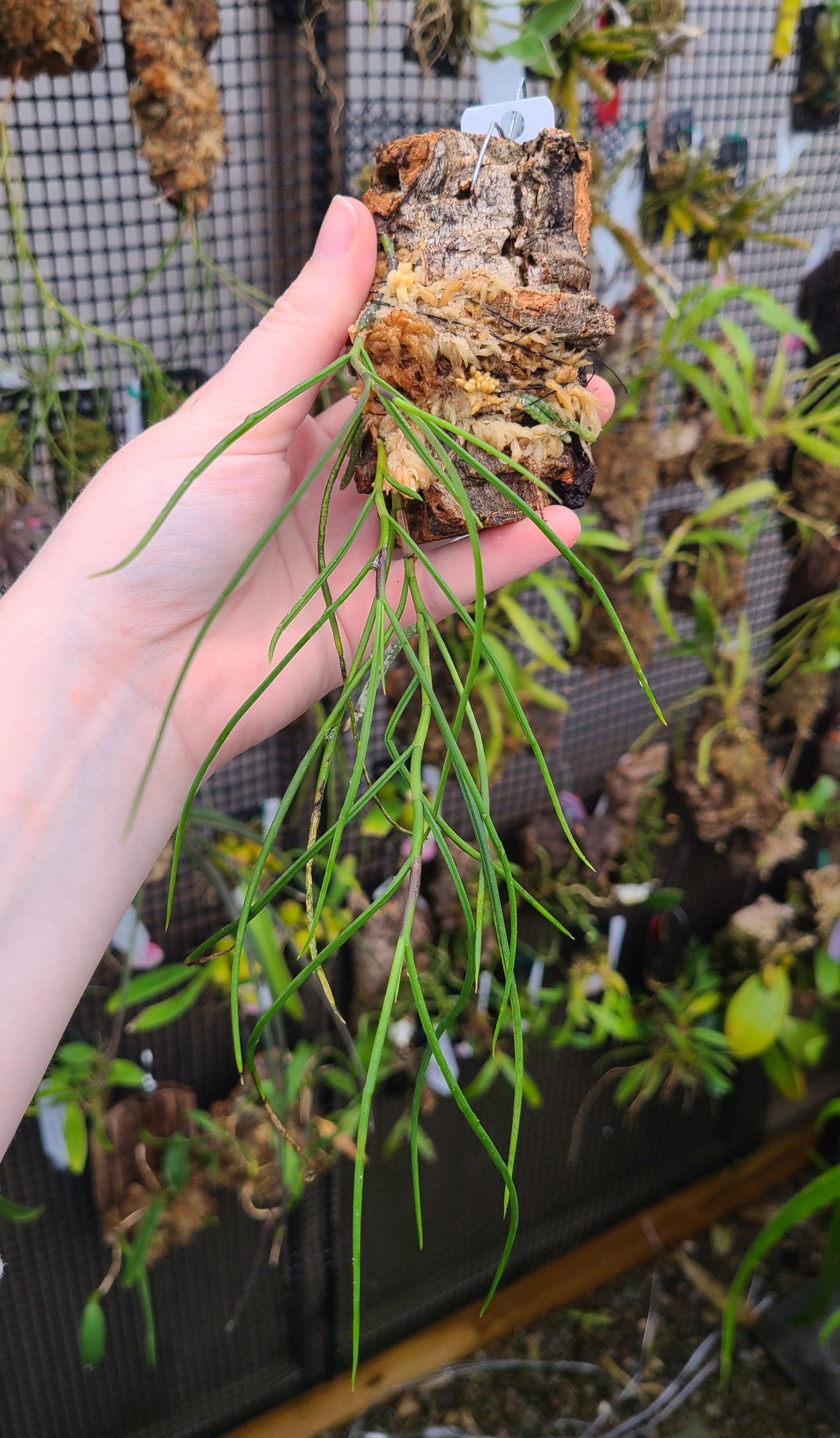 Schoenorchis juncifolia