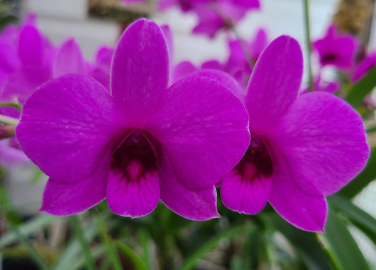 Dendrobium Enobi Purple 'Little Plum'