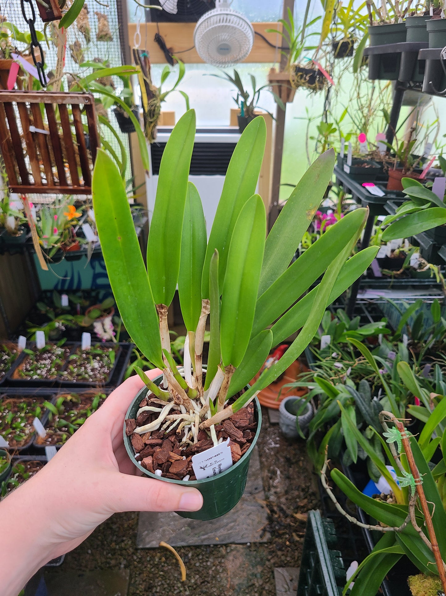 Rhyncholaeliocattleya Donna Kimura x Brassavola nodosa