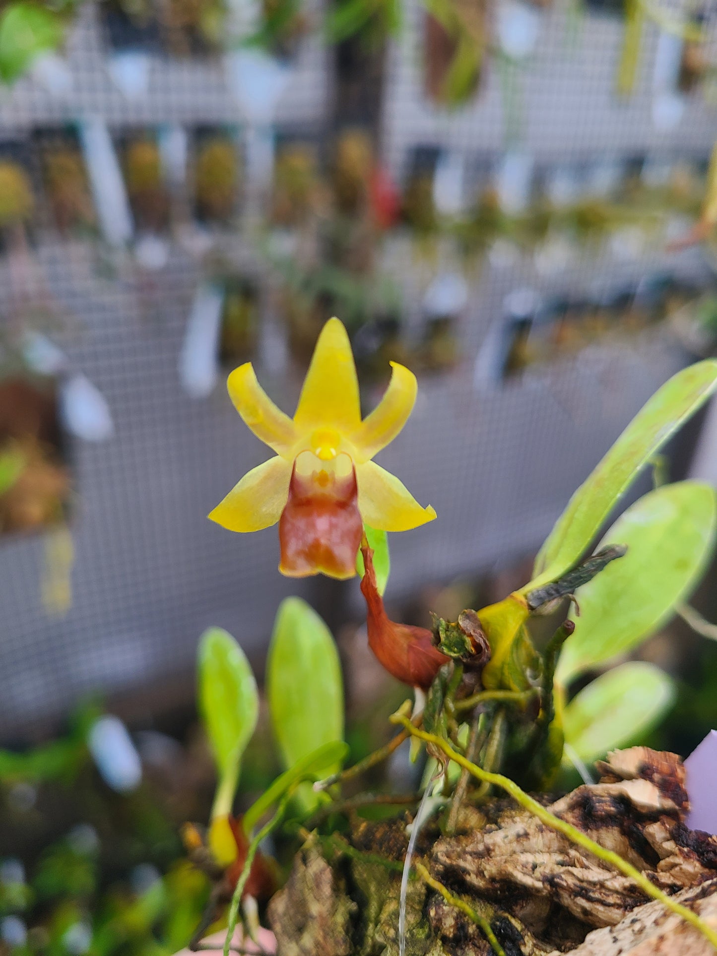 Epigeneium nakaharae
