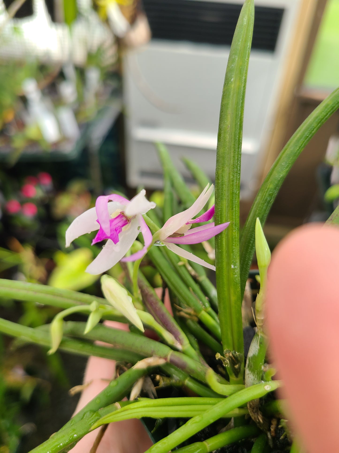 Leptotes pohlitinocoi 'Pauwela'