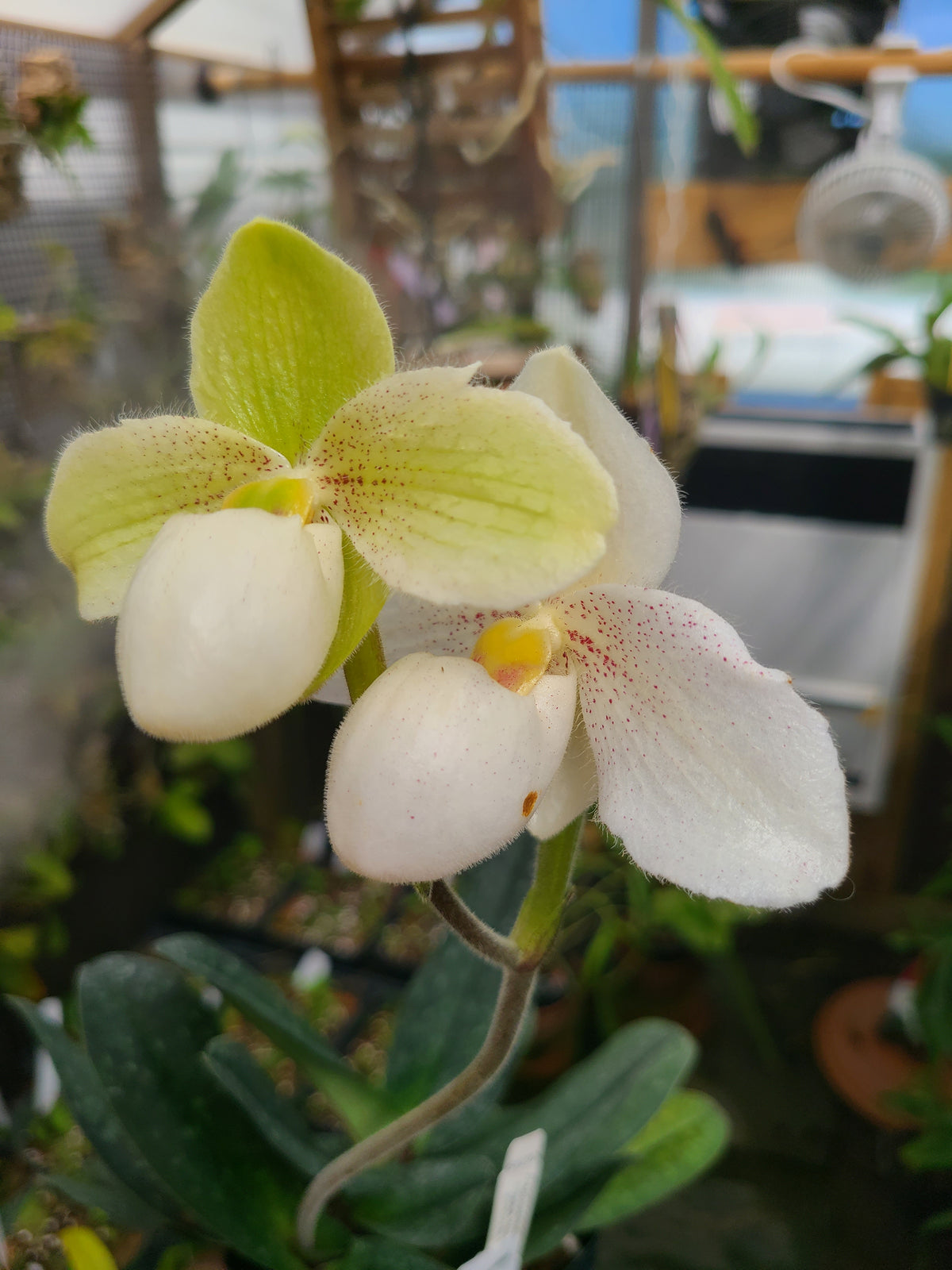 Paphiopedilum God's Pearl