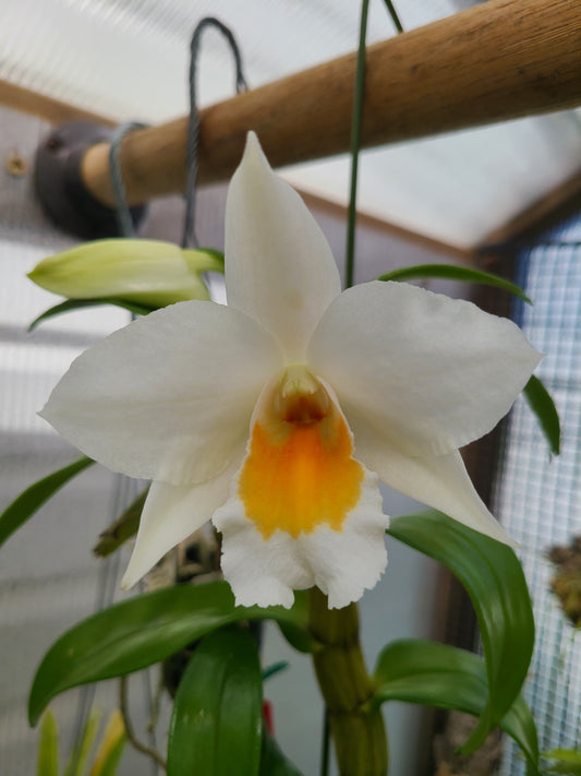 Dendrobium Judith Nakayama