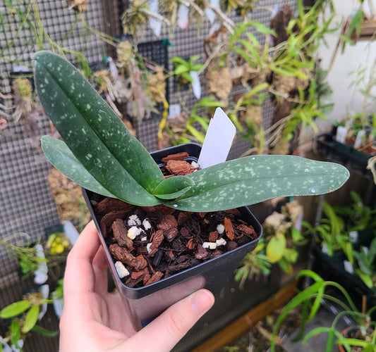 Paphiopedilum godefroyae