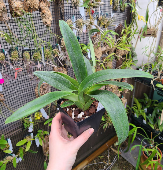 Paphiopedilum Enzan Kitty x Tree of Enzan