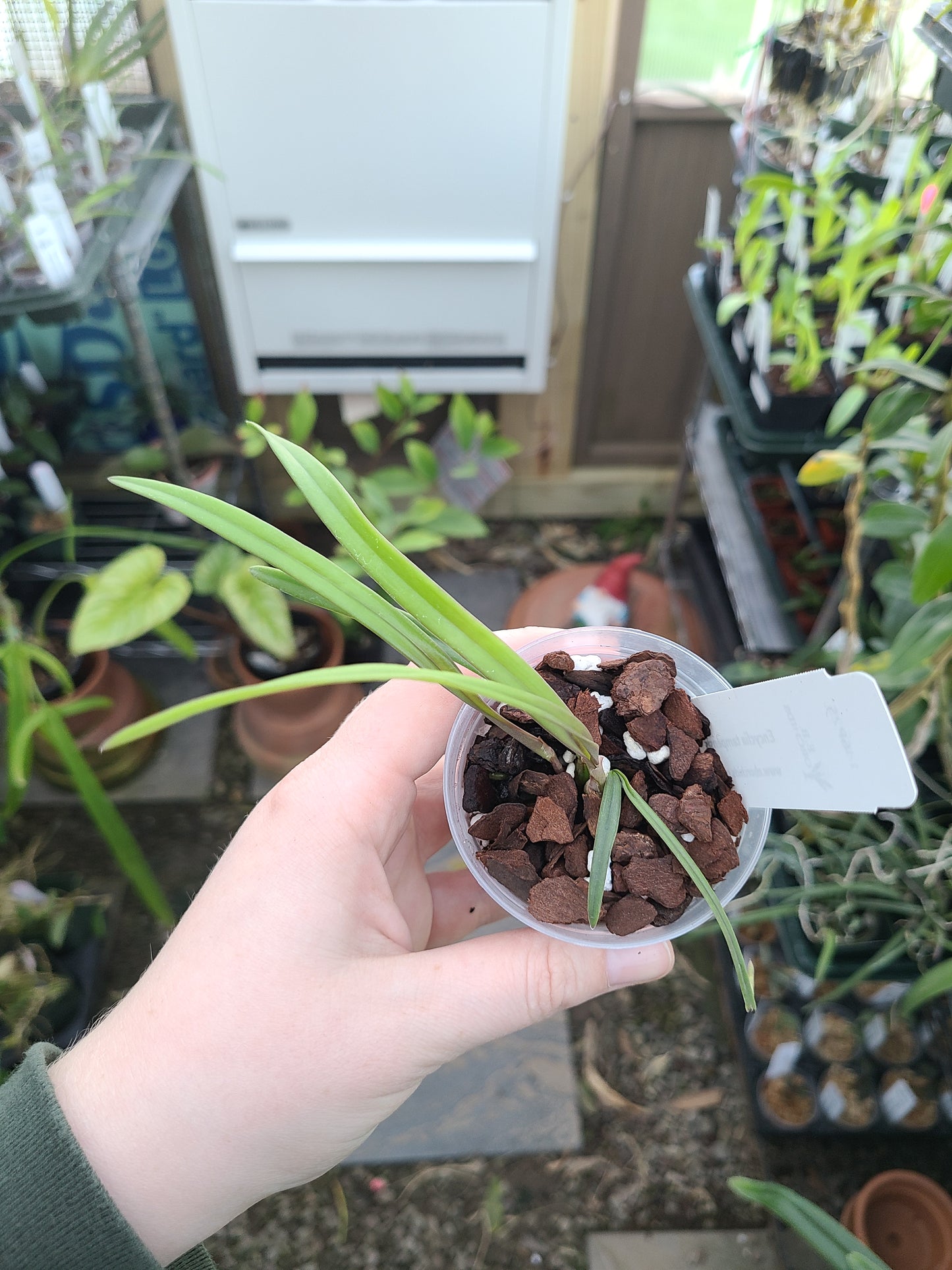 Encyclia tampensis