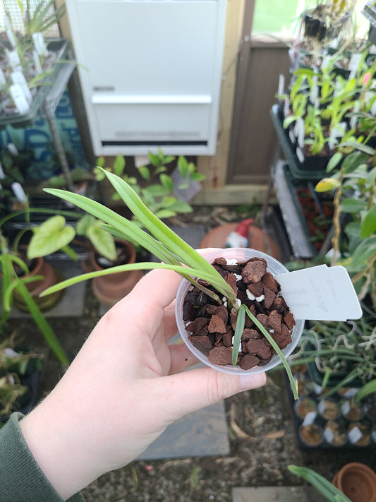 Encyclia tampensis