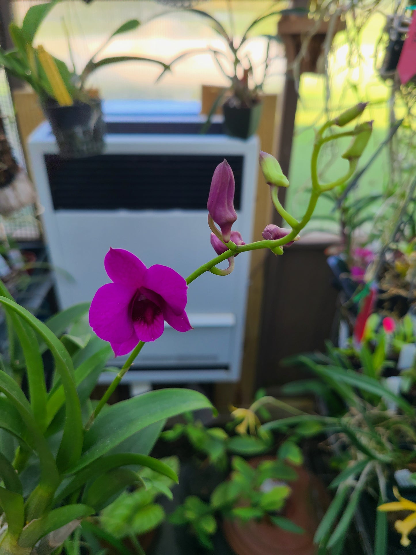 Dendrobium Enobi Purple 'Little Plum'