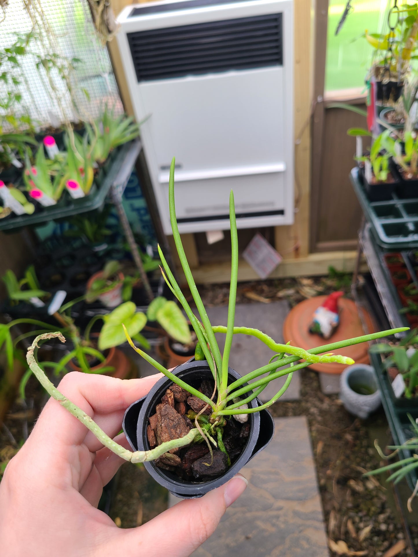 Holcoglossum phongii x self