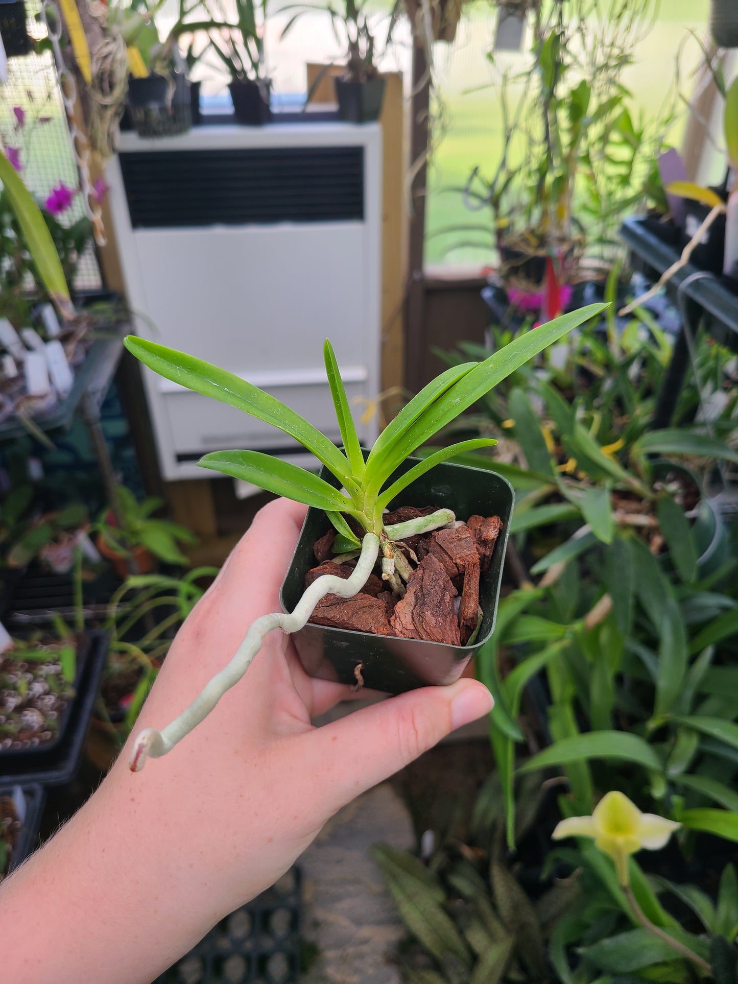 Vanda lamellata x Rhynchostylis coelestis f. alba