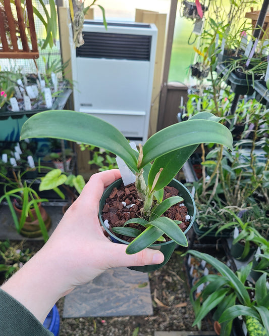Cattlianthe Florida Wildfire