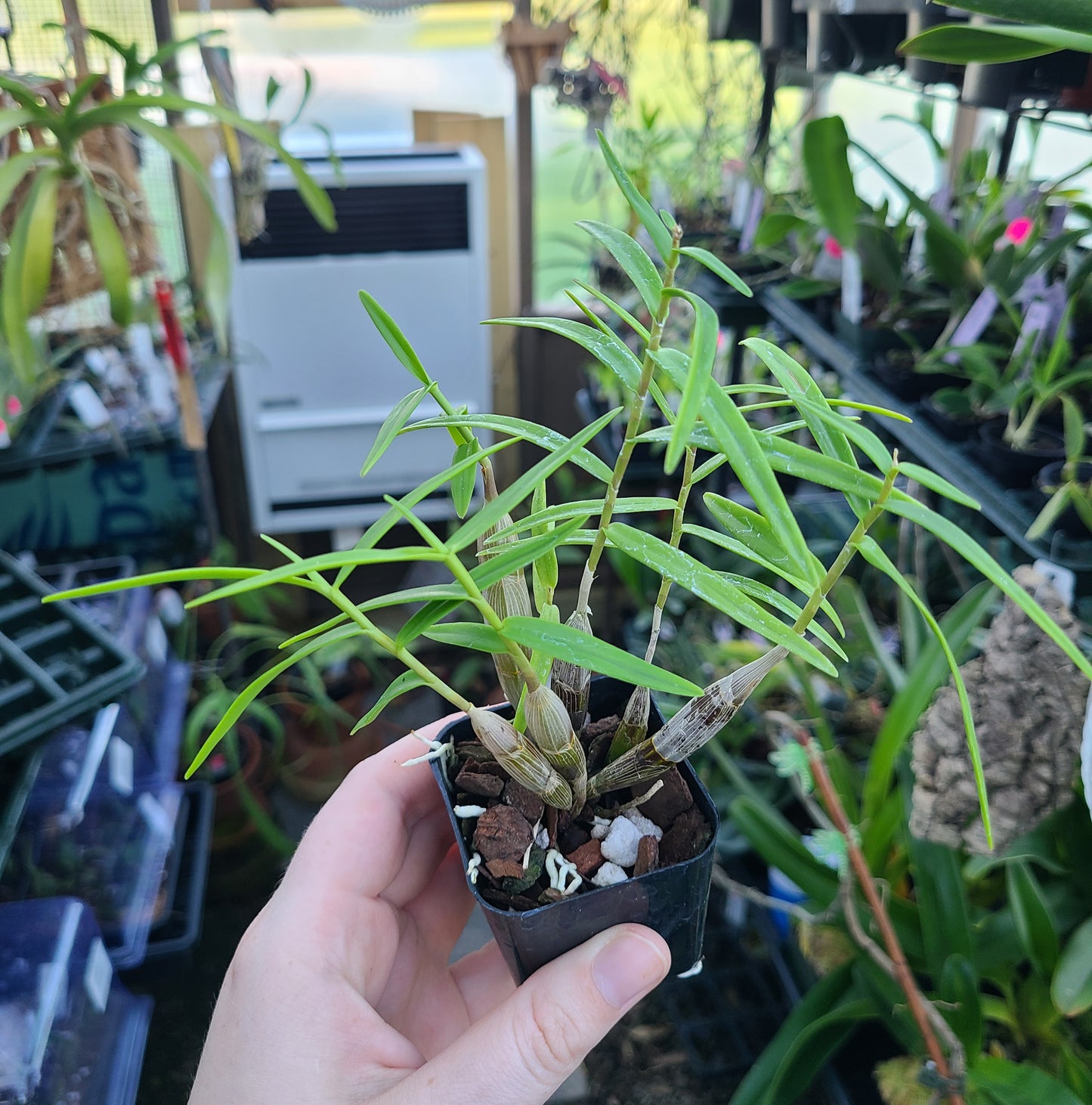 Dendrobium faciferum