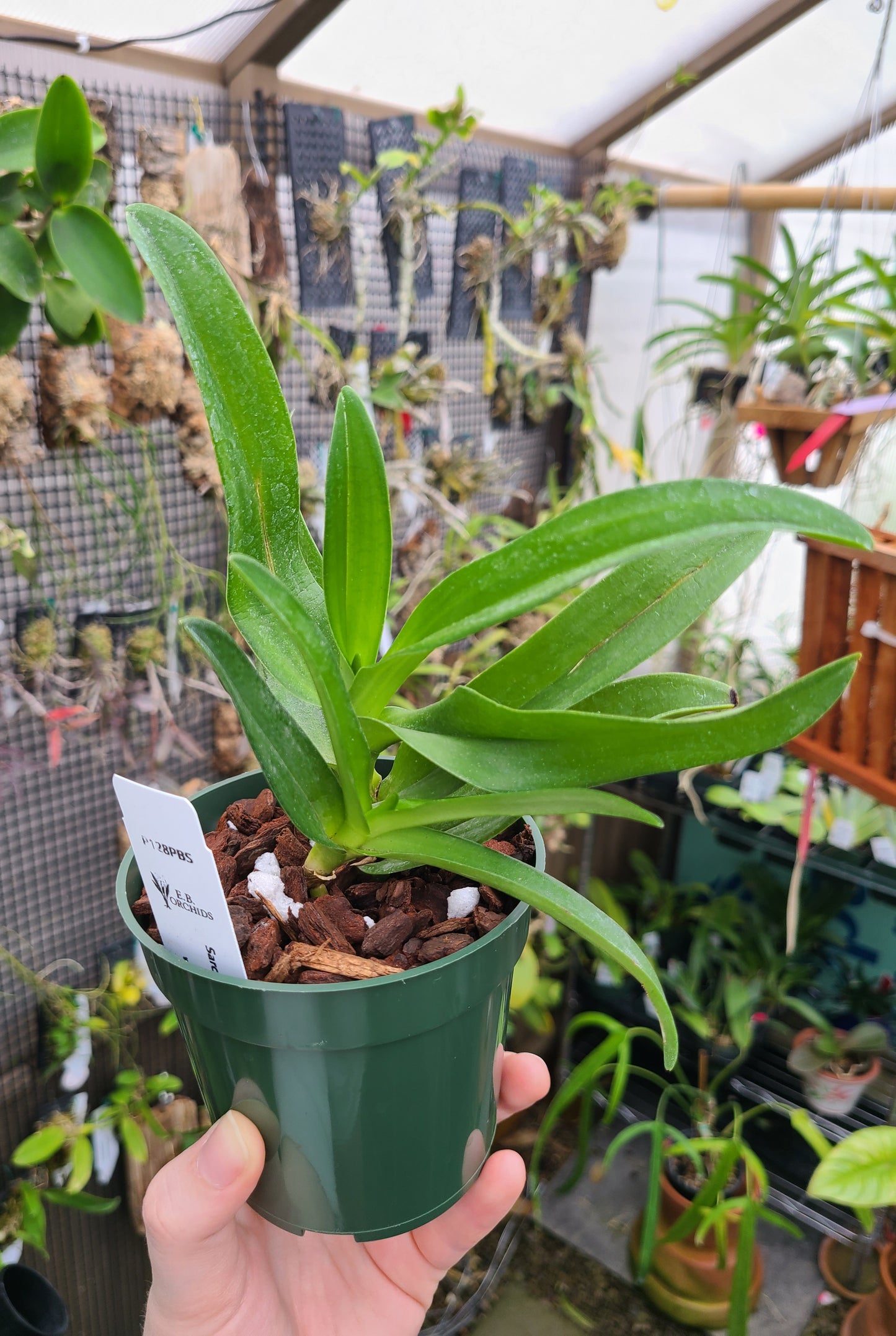 Sarcochilus hartmannii x 'Red Delicious'