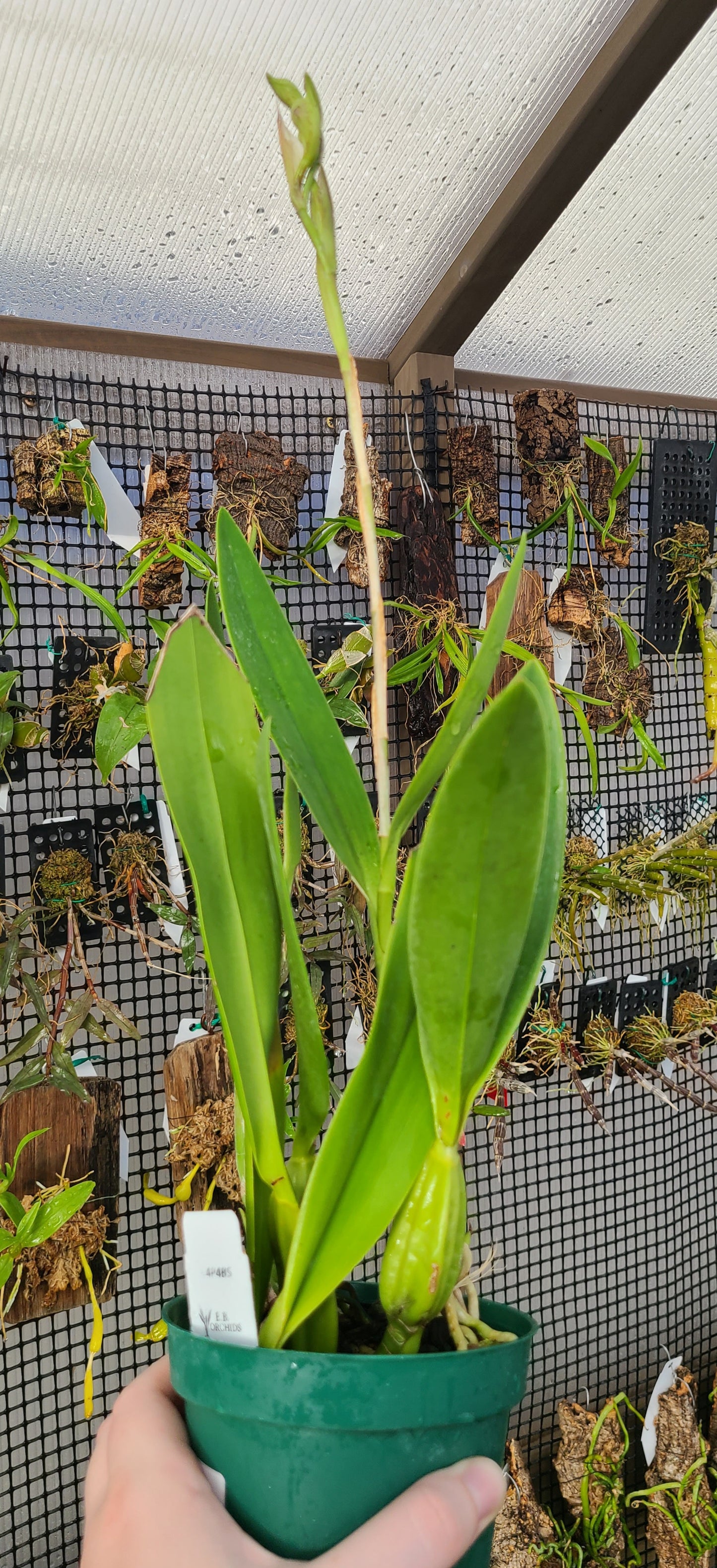 Laelia anceps f. semi alba 'Ileana'