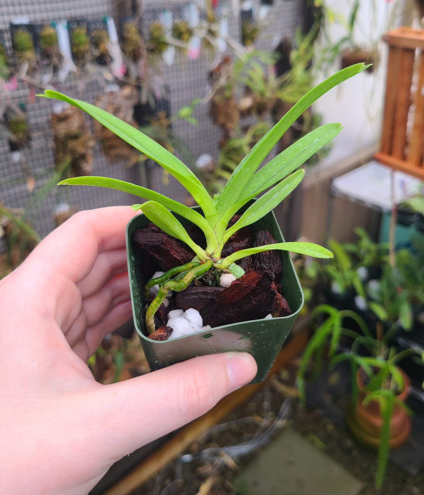 Vanda Mini Freckles x self