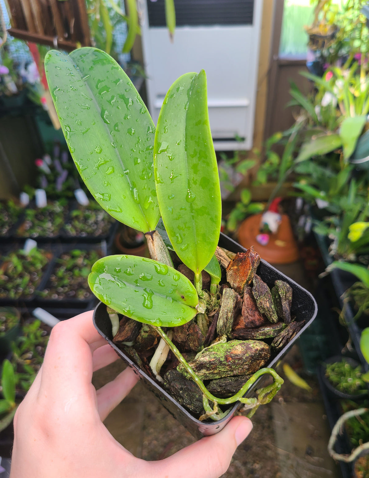 Cattleya Dinard 'Blue Heaven'