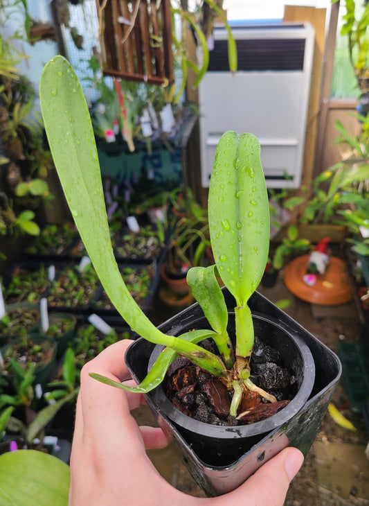 Cattleya Hawaiian Urchin 'Jungle Fever'