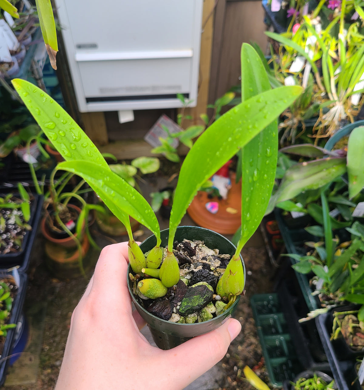 Bulbophyllum maxillare