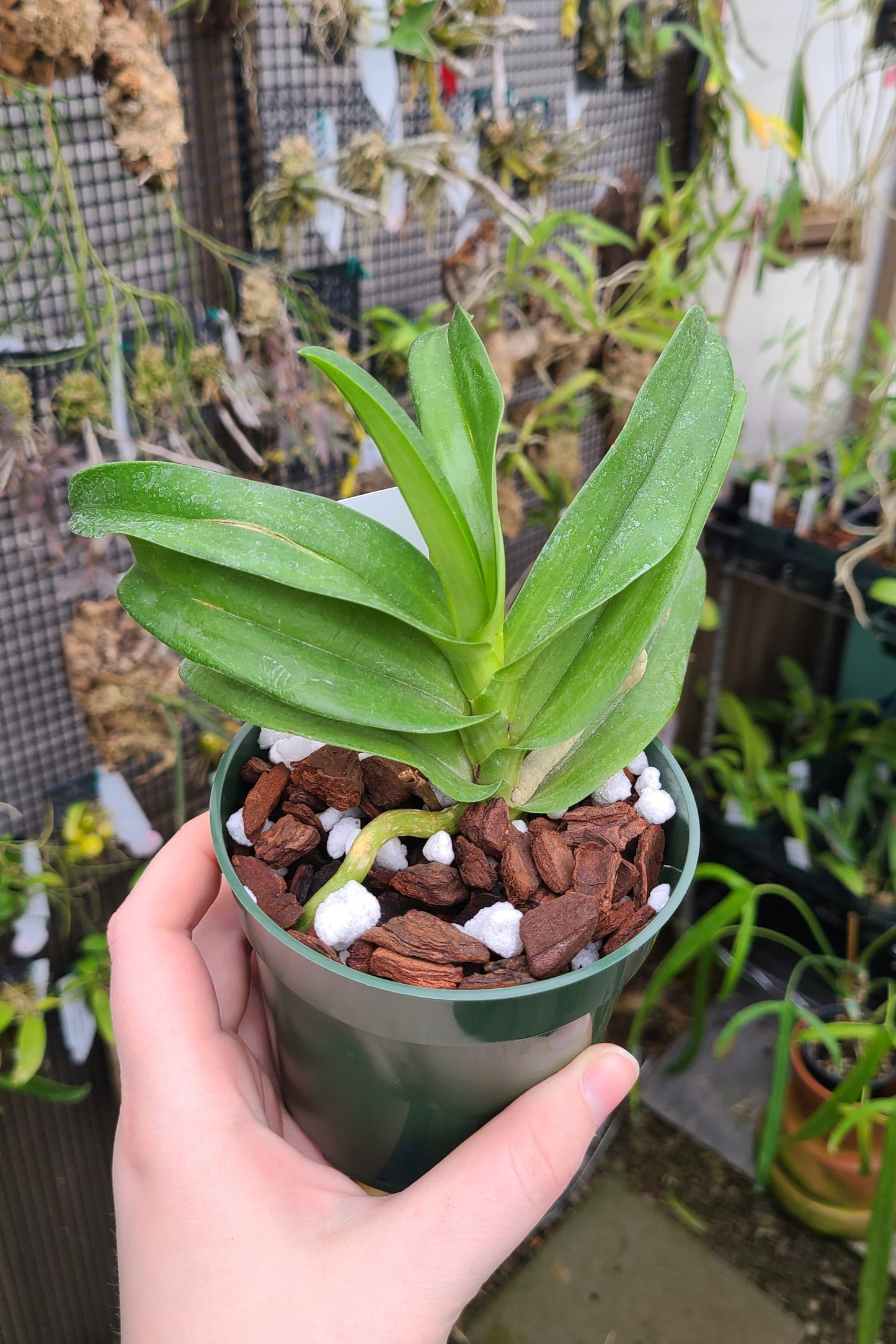 Sarcochilus hartmannii x 'Red Delicious'
