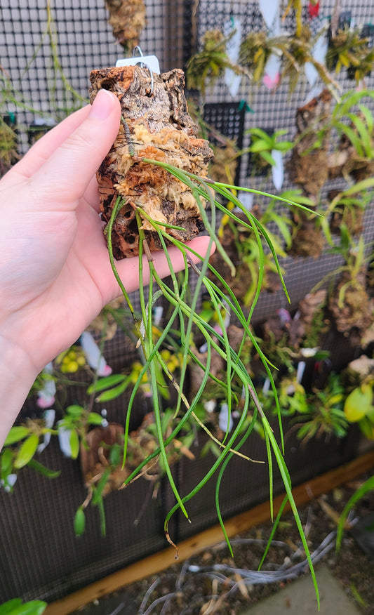 Schoenorchis juncifolia