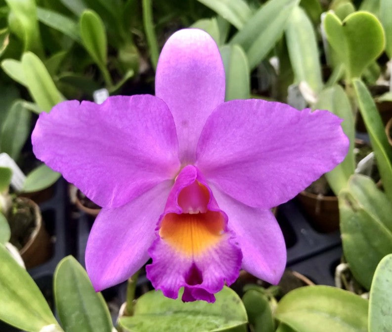 Rhyncattleanthe Hsinying Starlight ‘Pink Lady’