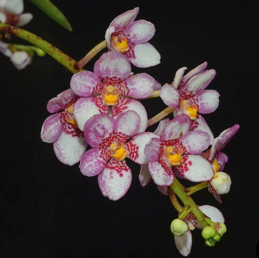 Sarcochilus hartmannii x 'Red Delicious'
