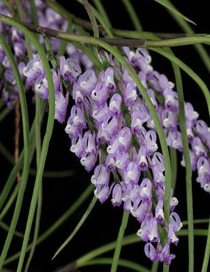 Schoenorchis juncifolia