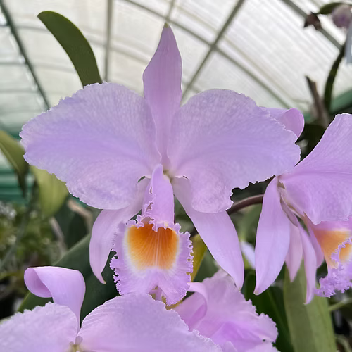 C. schroederae 'Sunset Valley' AM/AOS x self