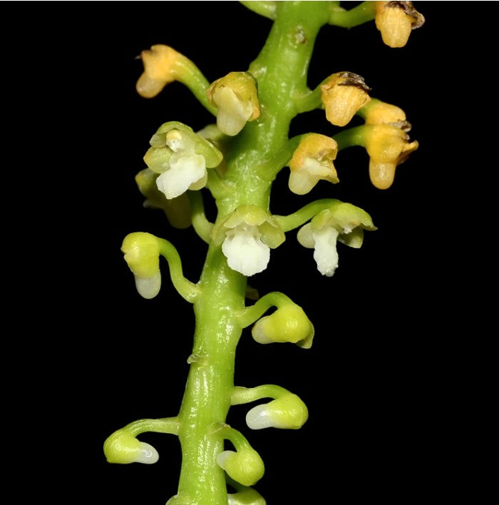 Smitinandia helferi