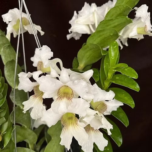 Den. sanderae x sib