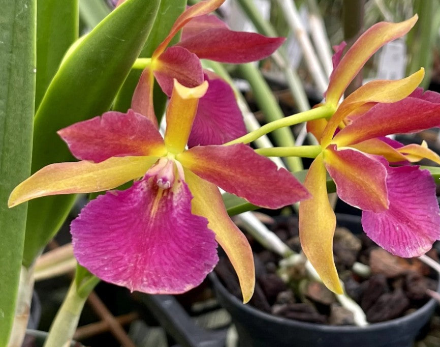 Stellamizutaara (Stlma.) Kelly 'Lea'