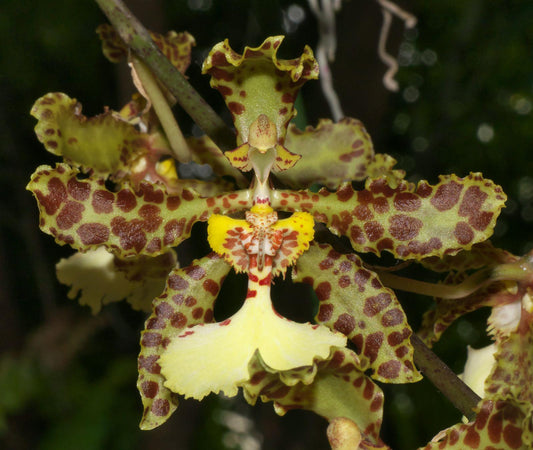 Trichocentrum Jason Fuchs (jonesianum x stacyi)