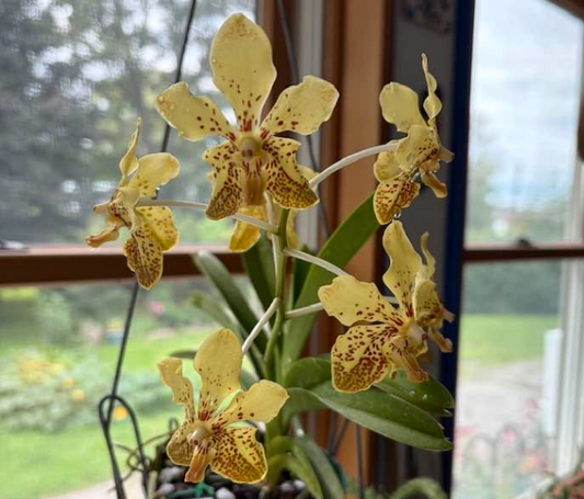 Vanda Boris 'Exotic Orchids' x lamellata 'Haiku'