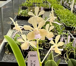 Vanda lamellata x Rhynchostylis coelestis f. alba