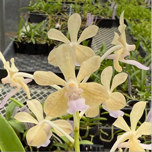 Vanda lamellata x Rhynchostylis coelestis f. alba