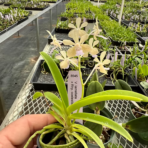 Vanda lamellata x Rhynchostylis coelestis f. alba