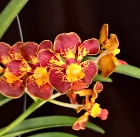 Vanda Mini Freckles x self