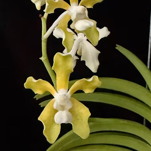 Vanda tessellata x Sandra Gail